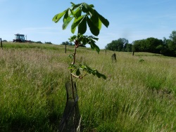 Plantation diplôme