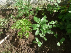 Plantation diplôme