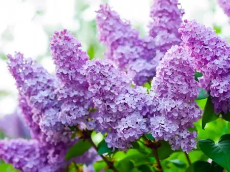 Symbolique Lilas