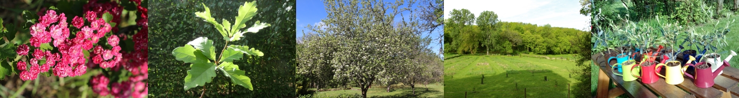 Bannière arbre du souvenir