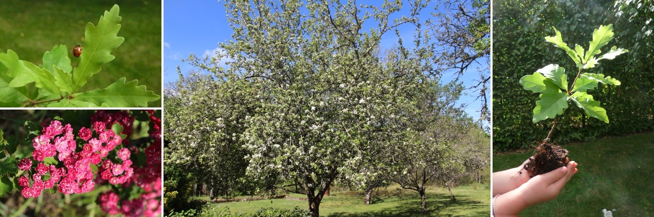 Bannière arbre du souvenir