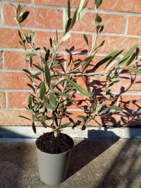 Offrir un arbre à planter, Cadeau personnalisé