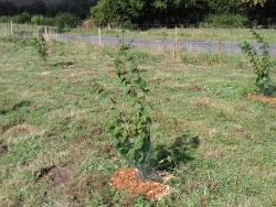 plantation baptème